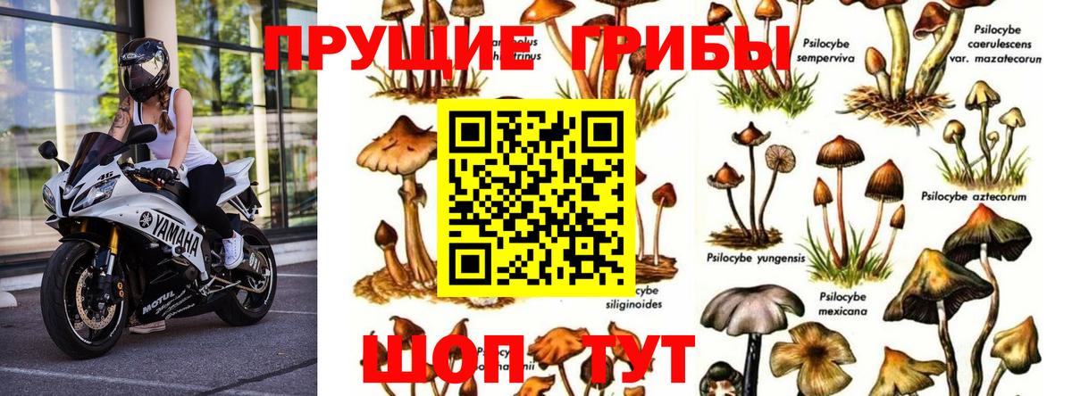 Псилоцибиновые грибы Psilocybe Елизово